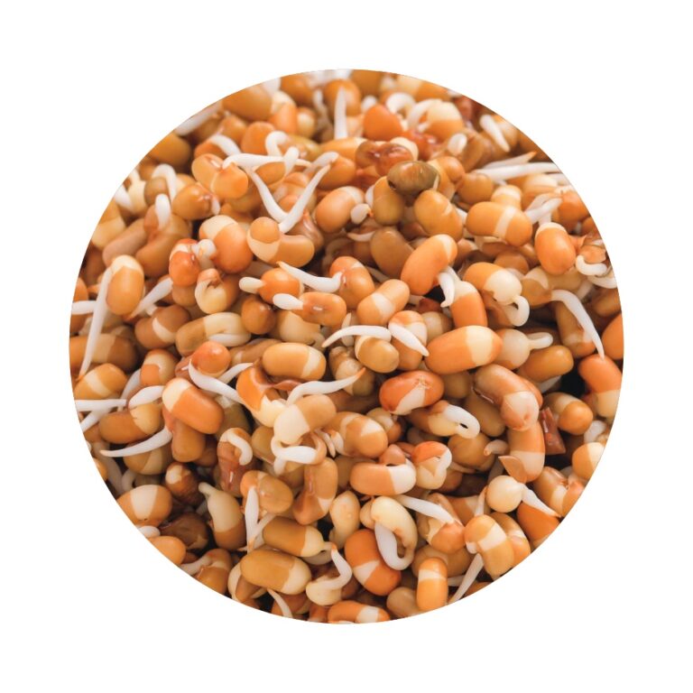 Sprouted Matki - 100Gm